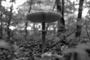 Photography to theme beautiful mushroom amanita Muscaria in forest photo