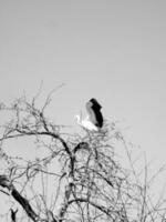 Beautiful bird stork with wings sits on branch of old tree photo