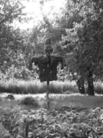 Scary scarecrow in garden discourages hungry birds photo