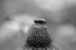 Blooming flower echinacea with leaves photo