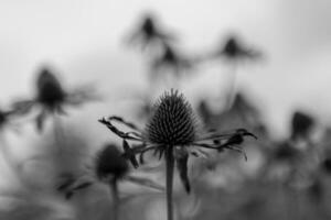 Blooming flower echinacea with leaves photo