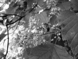 Winged bee slowly flies to the plant, collect nectar for honey photo