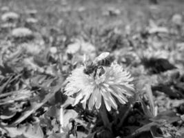 abeja alada vuela lentamente a la planta, recolecta néctar para miel foto