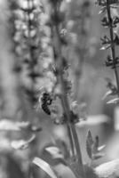 Winged bee slowly flies to the plant, collect nectar for honey on private apiary from flower photo