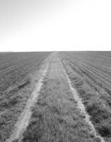 Plowed field for potato in brown soil on open countryside nature photo