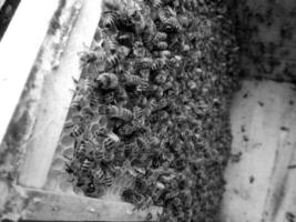 La estructura hexagonal abstracta es un panal de abejas de la colmena. foto