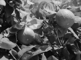 Racimos de lima madura verde fresca en las ramas de los árboles de cal en el jardín de cítricos foto