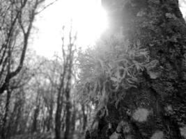 Big poisonous mushroom on trunk tree covered with moss in forest cold autumn photo