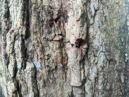 Tamarind tree bark texture background close up photo