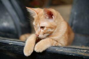 an oren kitten is sitting relaxed photo