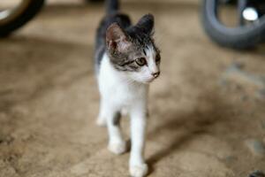 pequeño negro gatito con un blanco cofre es relajante foto