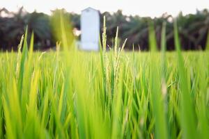 close up rice plants in rice fields with blur background photo