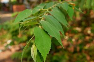 close up of green cherry or muntigia calabura leaves photo