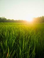 arroz plantas en el arroz campos con un hermosa puesta de sol en el tarde foto