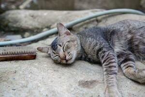 view of village cat sleeping soundly photo