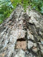 Tamarind tree bark texture background close up photo