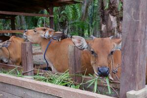 several cows are eating grass in the pen photo