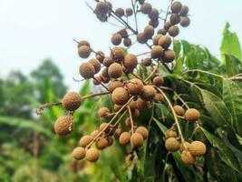 fresh longan fruit from the tree photo