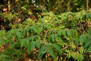 cherry plant or muntigia calabura which is full of leaves photo