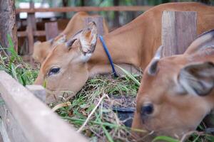 several cows are eating grass in the pen photo