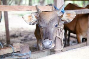 male Bali cattle originating from Indonesia in a pen photo