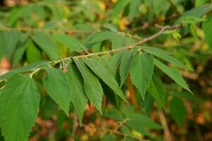 close up of green cherry or muntigia calabura leaves photo