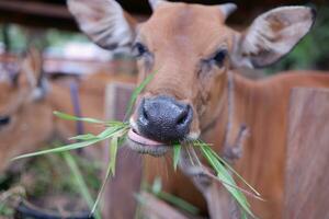 varios vacas son comiendo césped en el bolígrafo foto