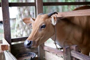 how many female Bali cattle from Indonesia are in the pen photo