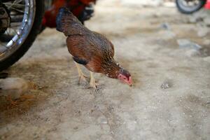 several free-range chickens were eating rice on the ground photo