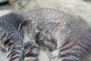 view of village cat sleeping soundly photo