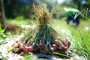 a bunch of red onions that the farmer has just finished harvesting photo
