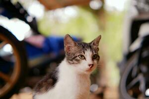 small black kitten with a white chest is relaxing photo