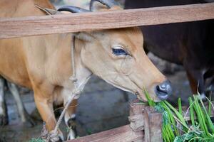 varios vacas son comiendo césped en el bolígrafo foto