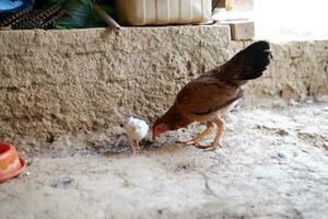 several free-range chickens were eating rice on the ground photo