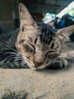 portrait of a domestic cat sleeping photo