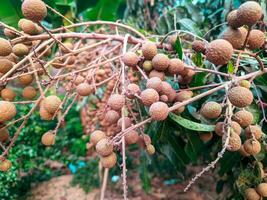 fresh longan fruit from the tree photo