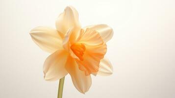 Photo of beautiful Narcissus flower isolated on white background. Generative AI