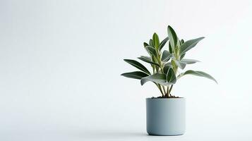 Photo of Lambs Ear flower in pot isolated on white background. Generative AI