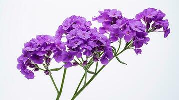 Photo of beautiful Statice flower isolated on white background. Generative AI