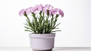 foto de dianthus flor en maceta aislado en blanco antecedentes. generativo ai