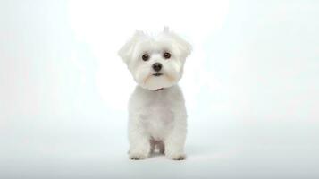 Photo of a maltese on white background. Generative AI