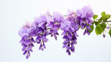 Photo of beautiful Wisteria flower isolated on white background. Generative AI