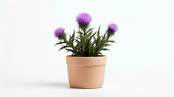 Photo of Thistle flower in pot isolated on white background. Generative AI