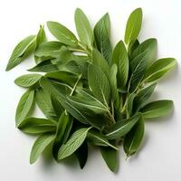 Photo of Green sage isolated on white background. generative ai