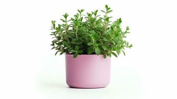 Photo of Thyme flower in pot isolated on white background. Generative AI