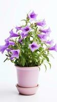 Photo of Bellflower in flower in pot isolated on white background. Generative AI