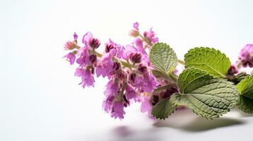 Photo of beautiful Spotted Deadnettle flower isolated on white background. Generative AI