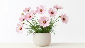 Photo of Cosmos flower in pot isolated on white background. Generative AI