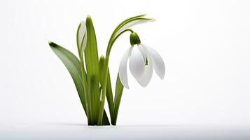 foto de hermosa campanilla de febrero flor aislado en blanco antecedentes. generativo ai