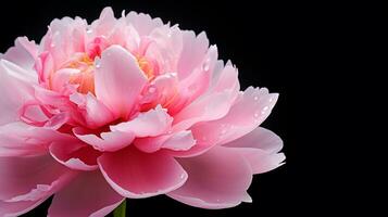 Photo of beautiful Peony flower isolated on white background. Generative AI